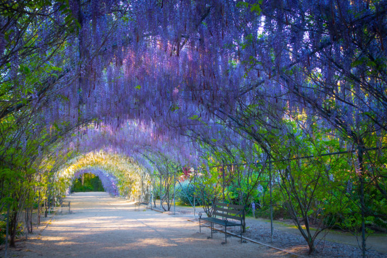 wisteria-lane-adelaide-botanic-gardens-97241104