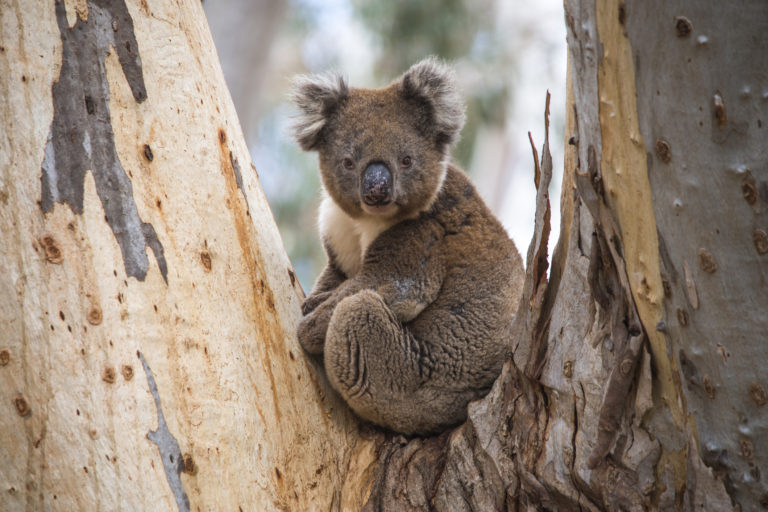 close-up-of-wild-koala-in-the-eucalyptus-forests-of-kangaroo-island-south-australia-120001987