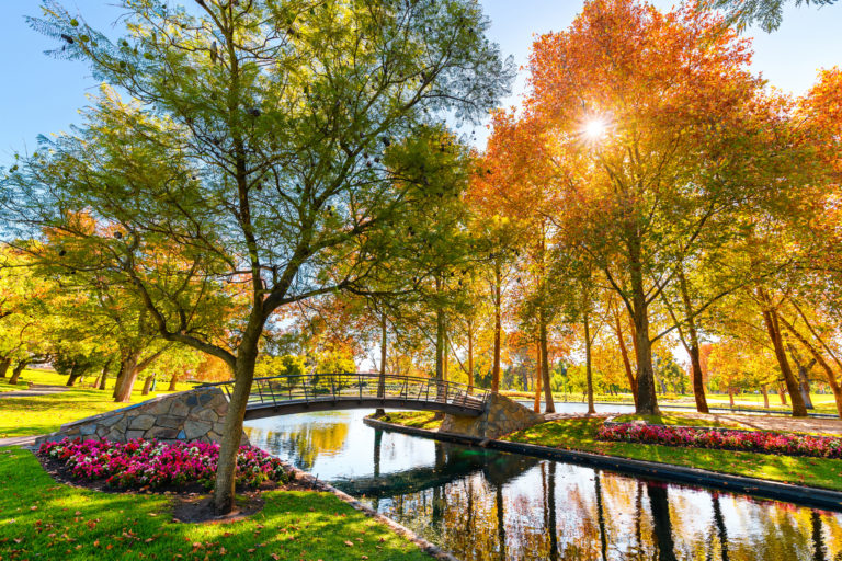 rymill-park-with-bridge-over-the-pond-in-adelaide-city-183282921